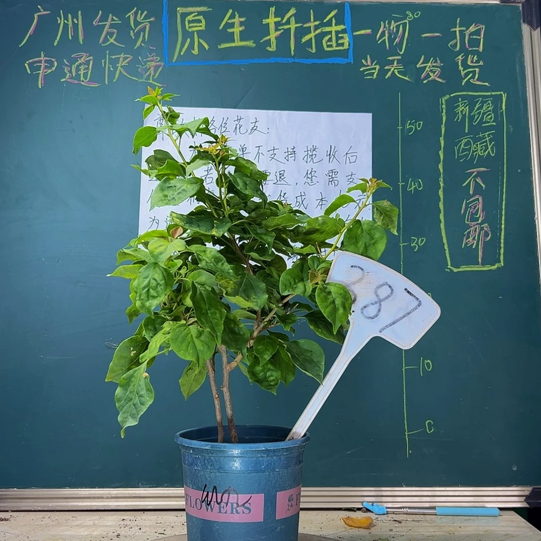 当前无花栽培后可以开花  双杆  红九月  387