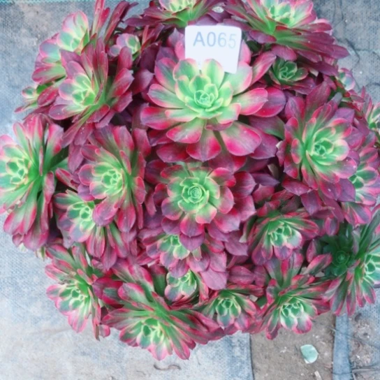 x*a安娜法师多肉植物065