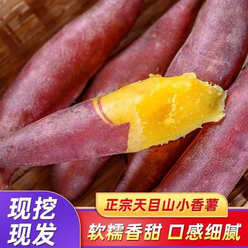 正宗临安天目山小香薯 现挖现发 沙地板栗薯软糯香甜地瓜番薯