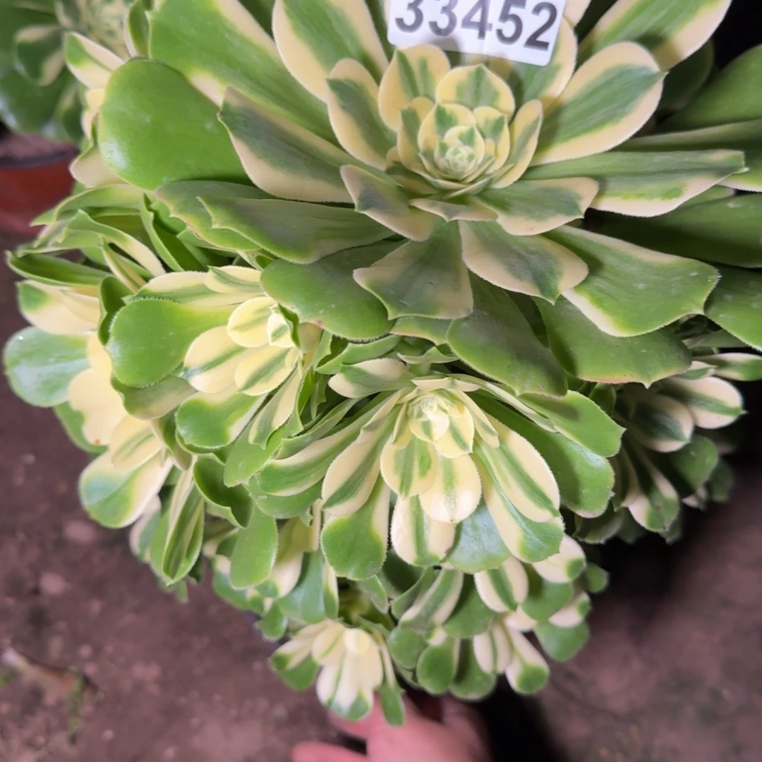 33452辛尼亚多肉植物