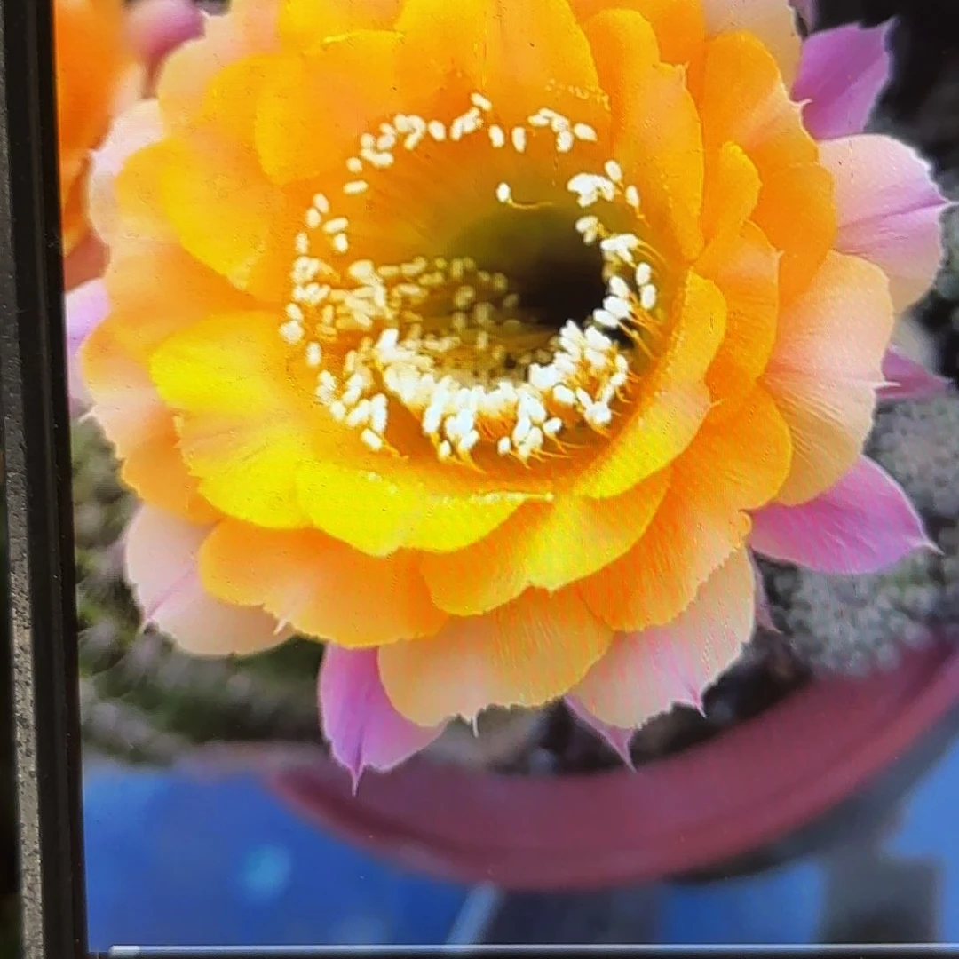 短毛七瑕疵彩侧牙20包邮仙人球6