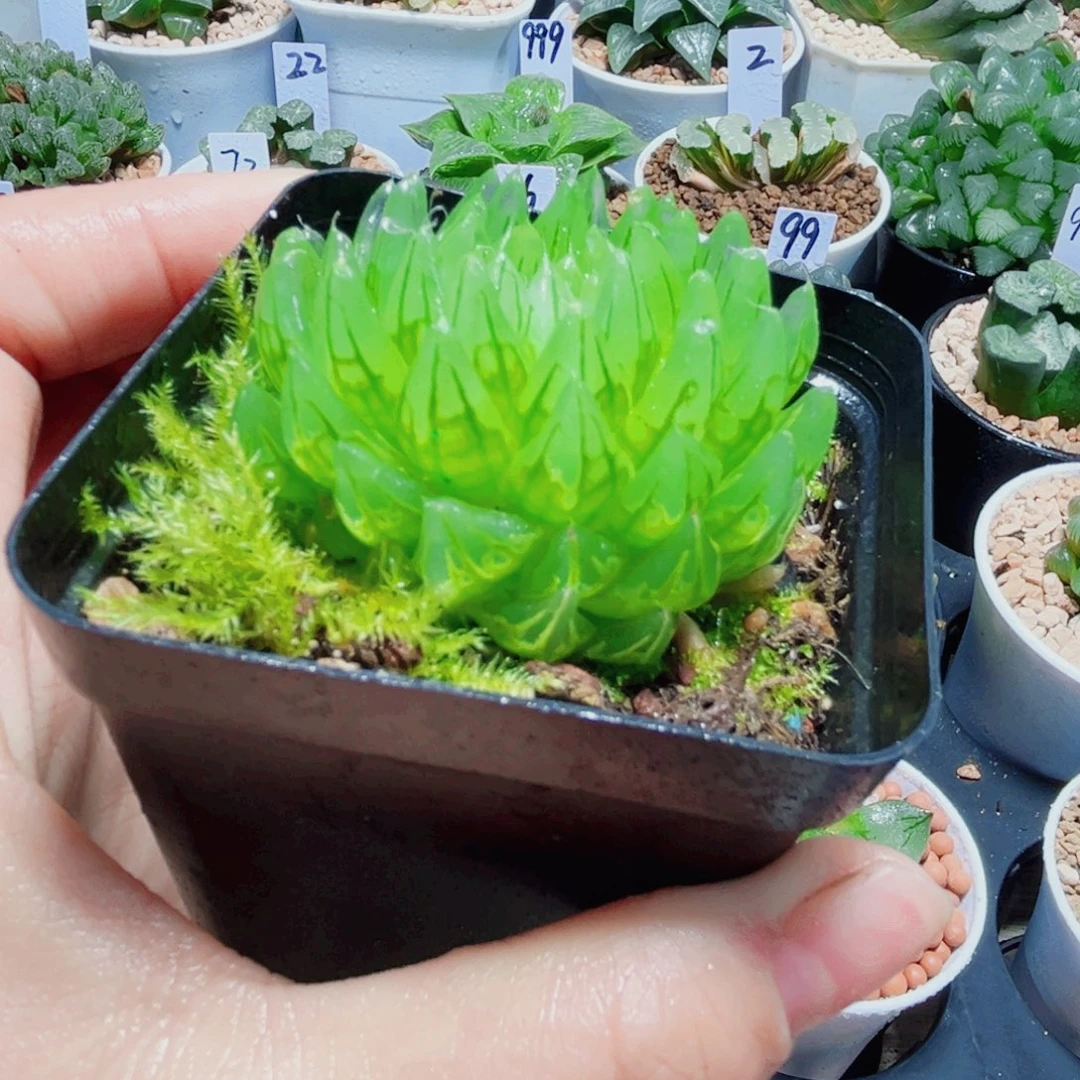 蝉翼玉露多肉植物