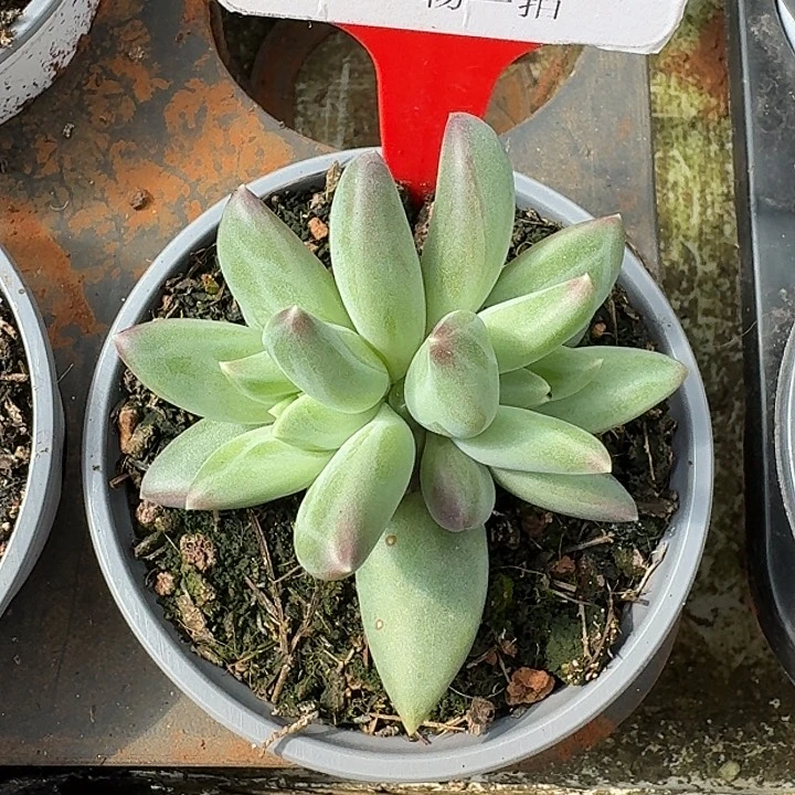 郁金香500多肉植物