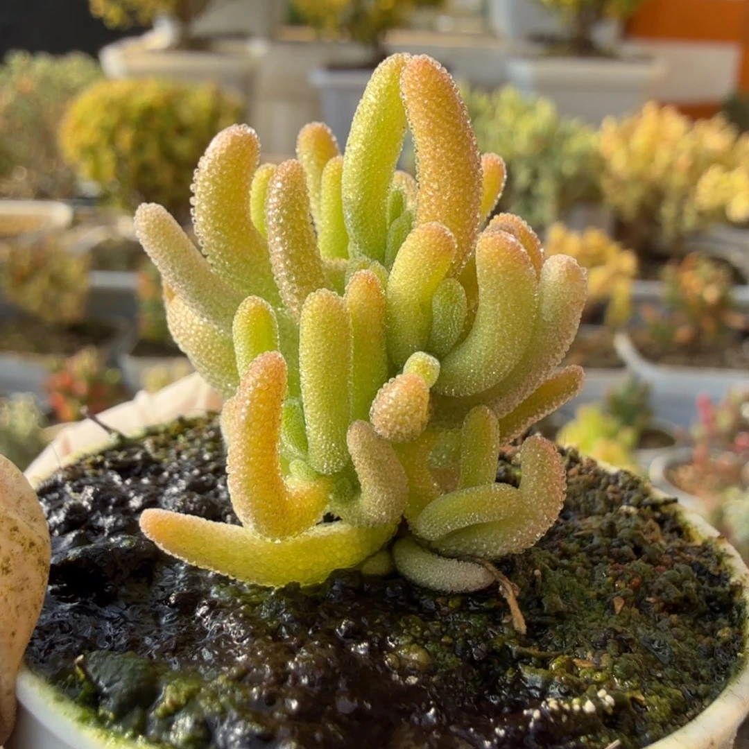 W***GA768红叶黄锦枝干