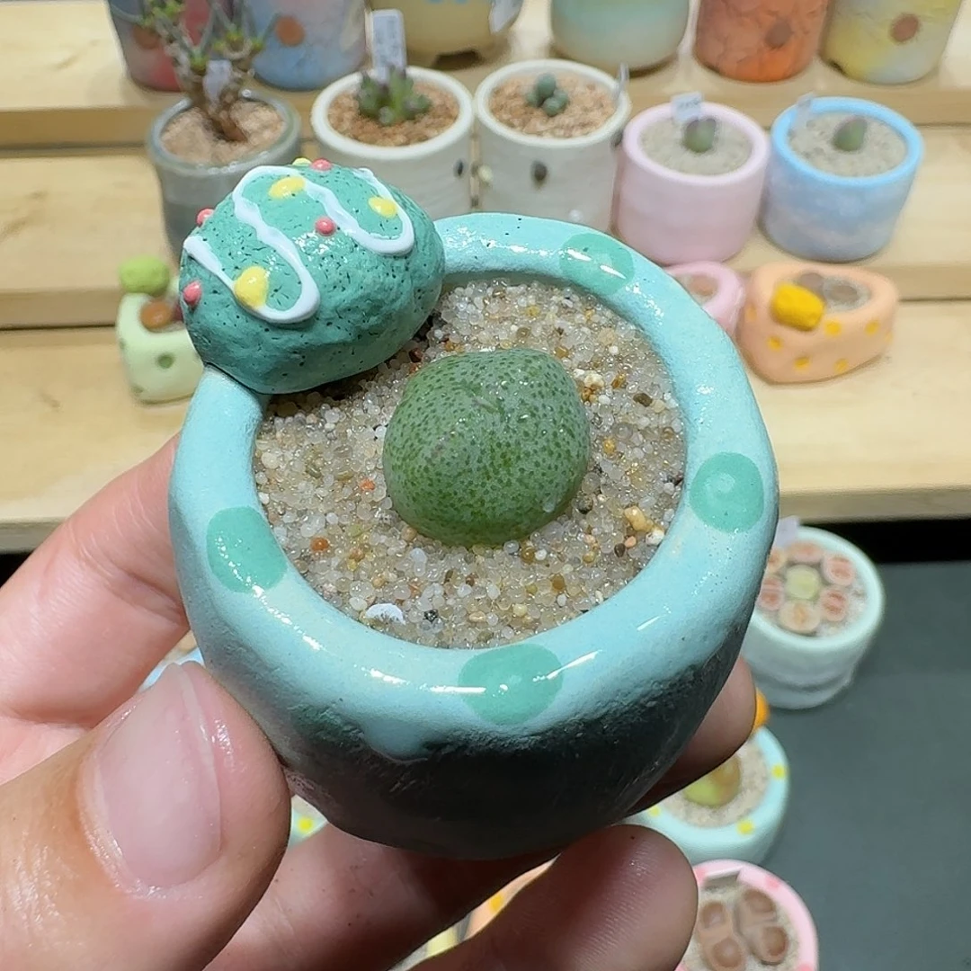 红陶蘑菇811少将