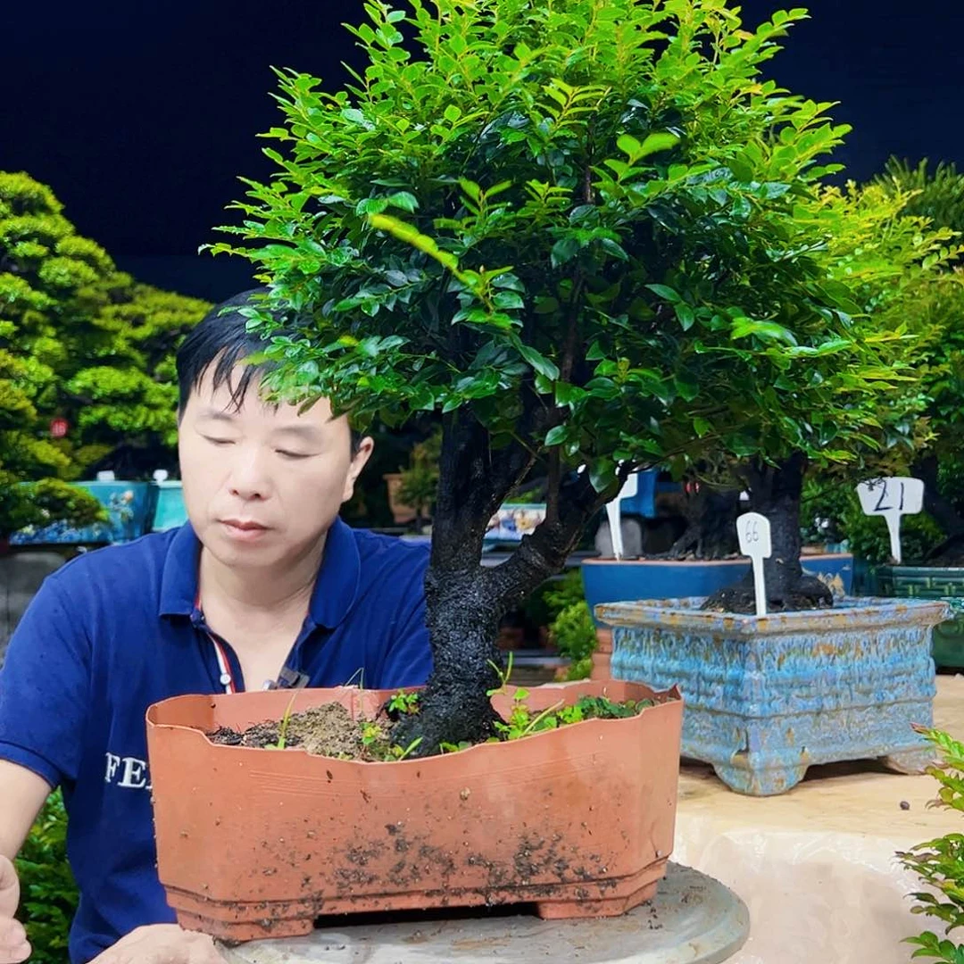当前无花朵，栽培后可花朵麥**生