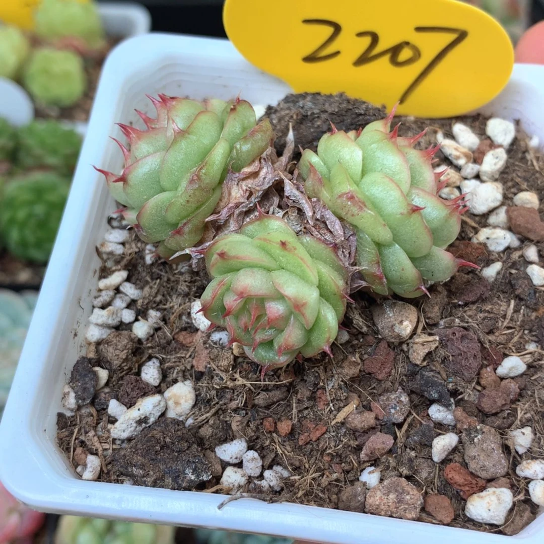 貓***婲珍妮3头群专拍2207