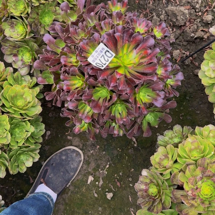 黑金花纳30-8包邮花花
