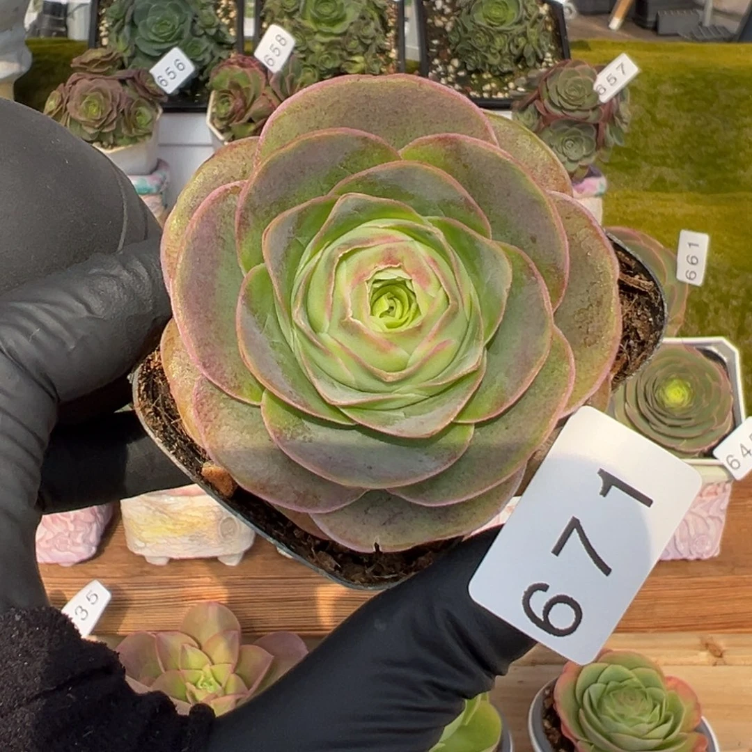 671若桃带血斑优选6厘米