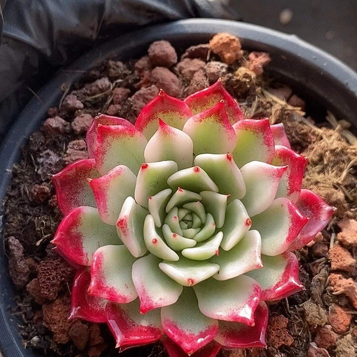 红沙罗姬锦多肉植物