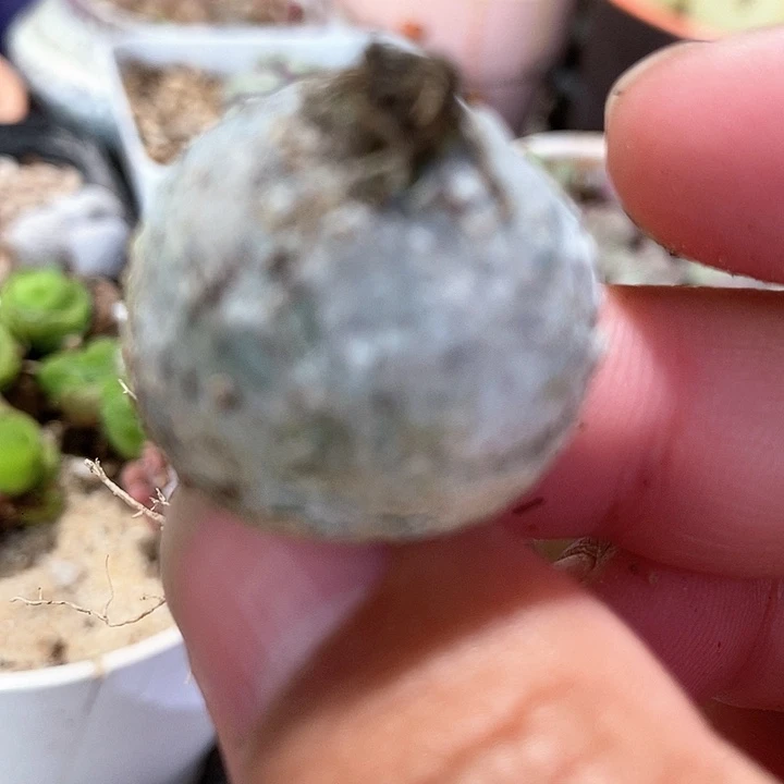 10501大灯一颗