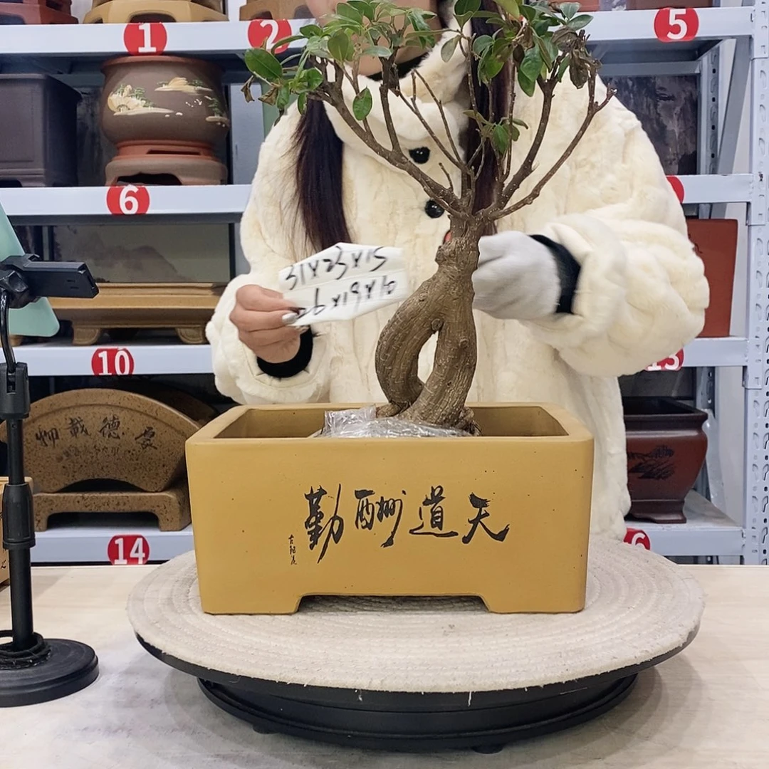 紫砂花盆紫砂花盆