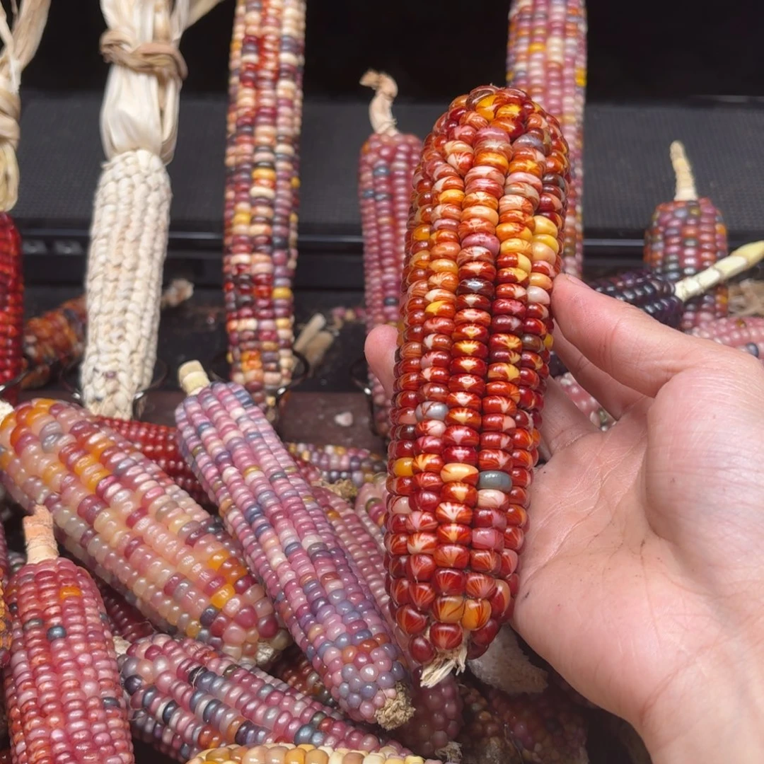 爱***长吊坠柏香籽/百香籽