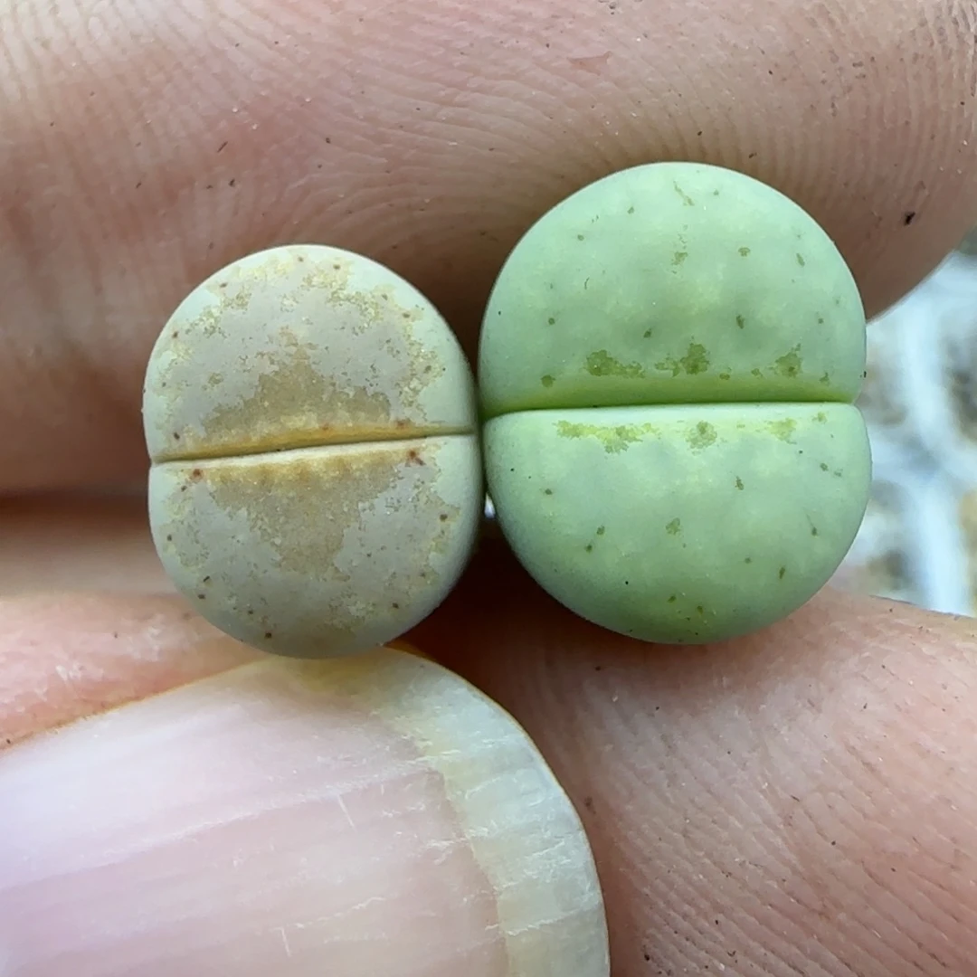 30二蜕小个子唇饼干清框福利30包邮