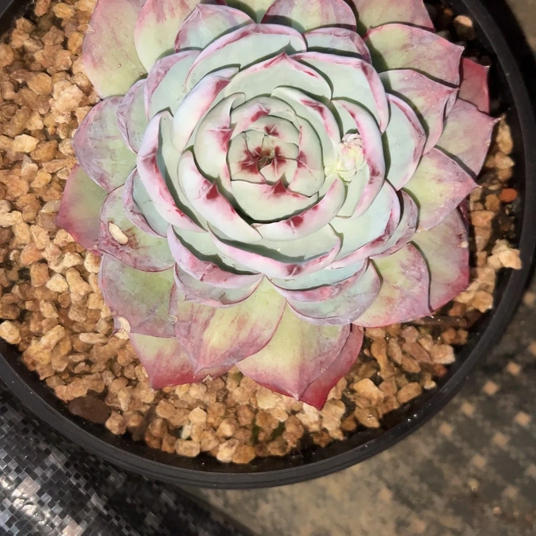 5惊鸿仙子。多肉。