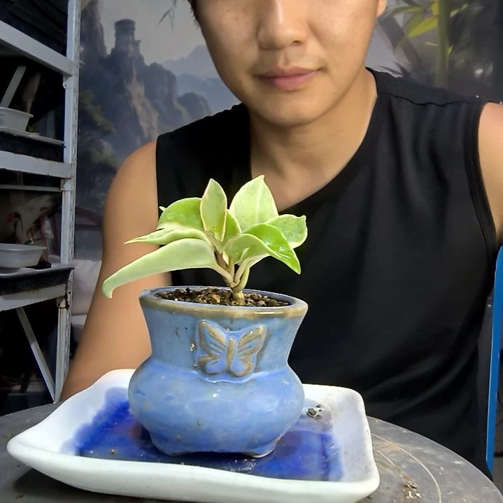 J**o中青园艺一物一拍417