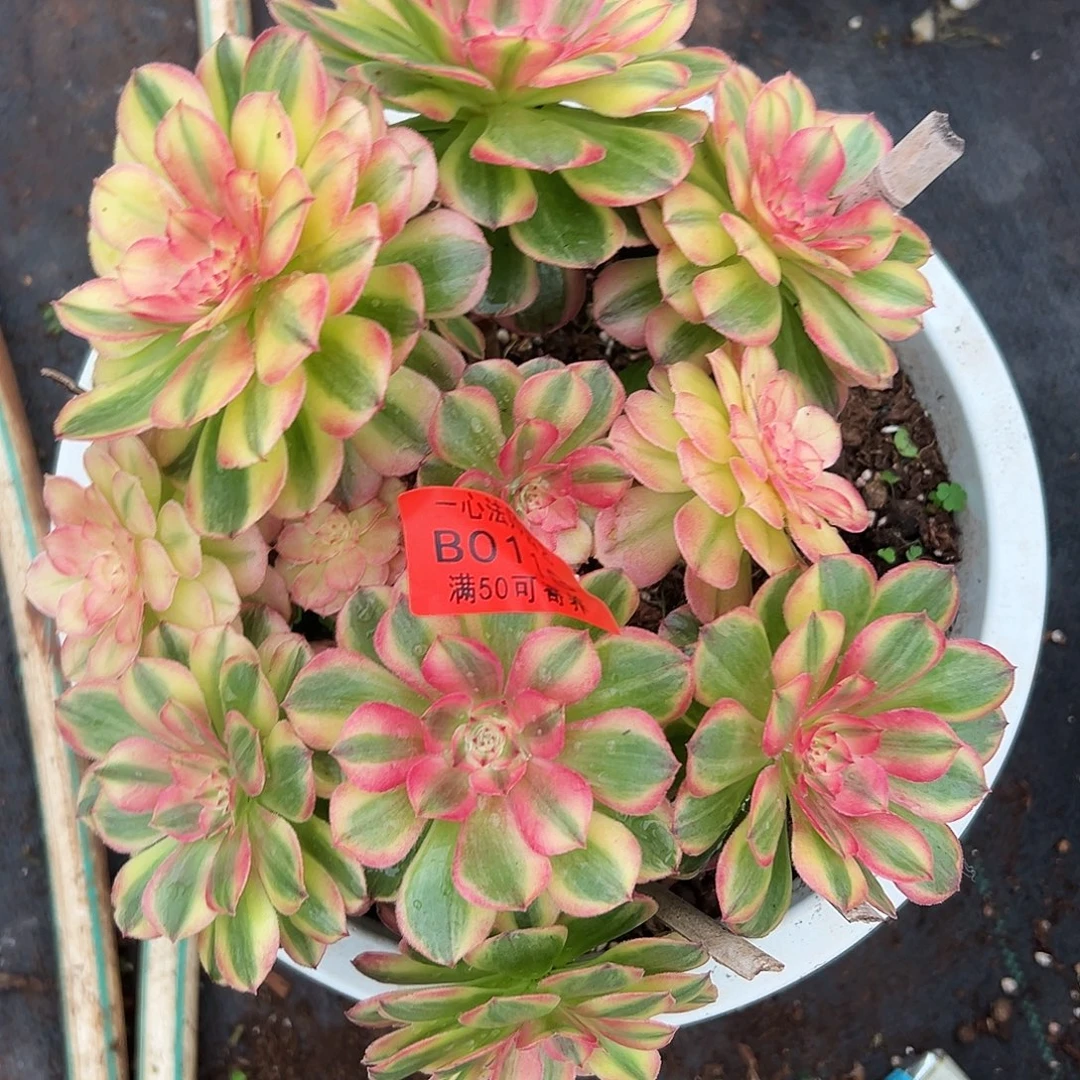 海神多肉植物0118