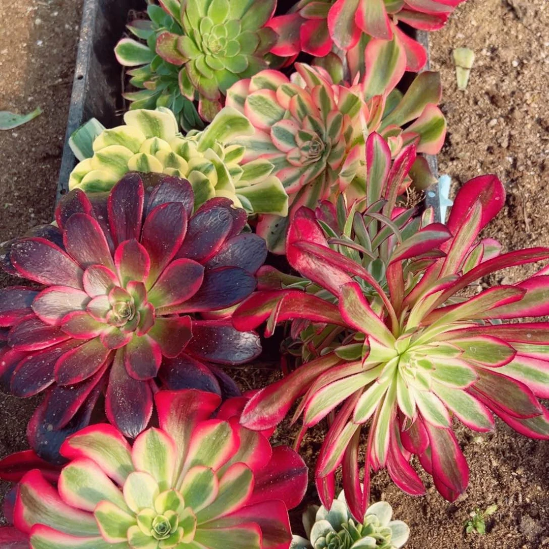 八颗一组多肉植物带铜壶春晓多肉植物