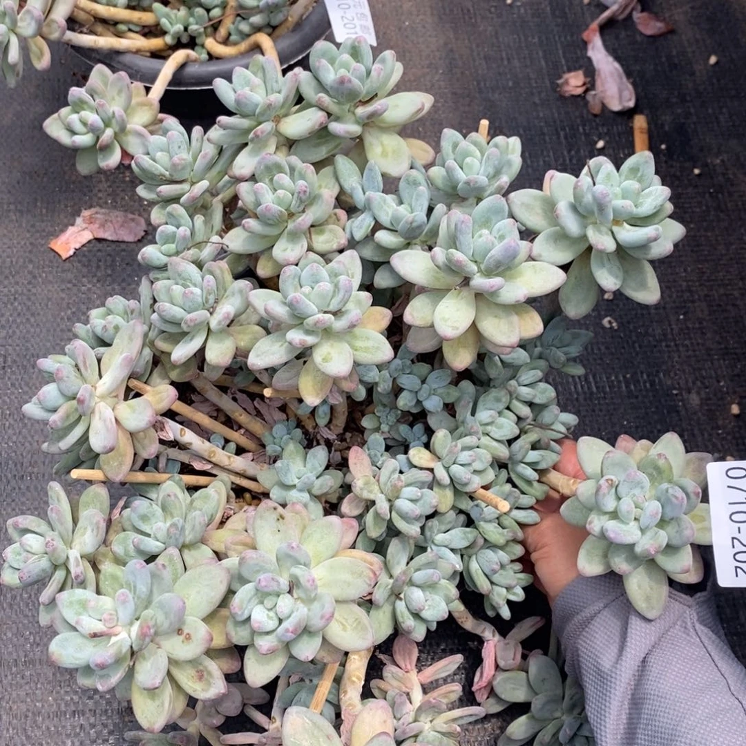 夏悦多肉0711-202苹果奶