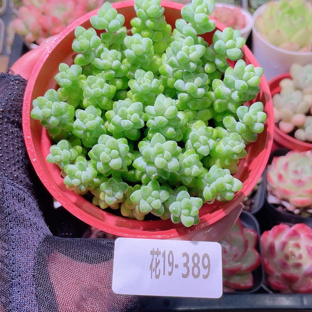 花利美19-389玉坠
