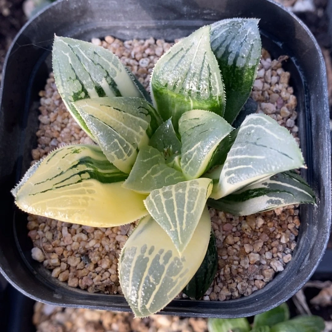 一颗实生磨面寿锦