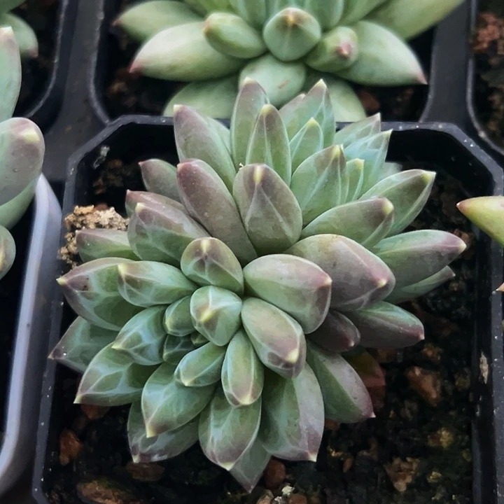 1颗美人系列多肉植物