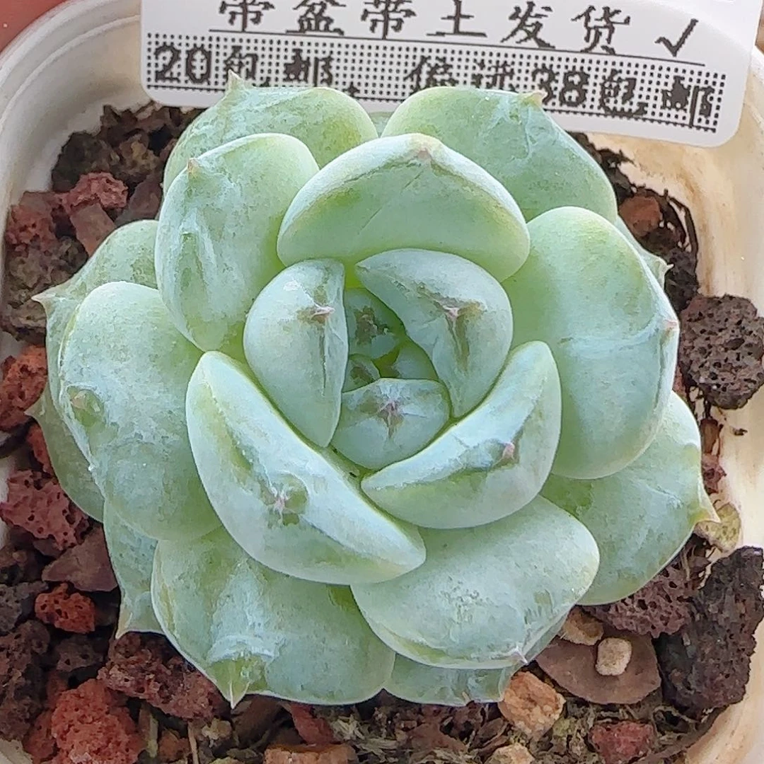 多肉1012--260糖心