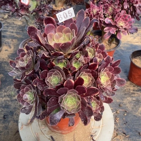 欧嘉莉捧花一物一拍