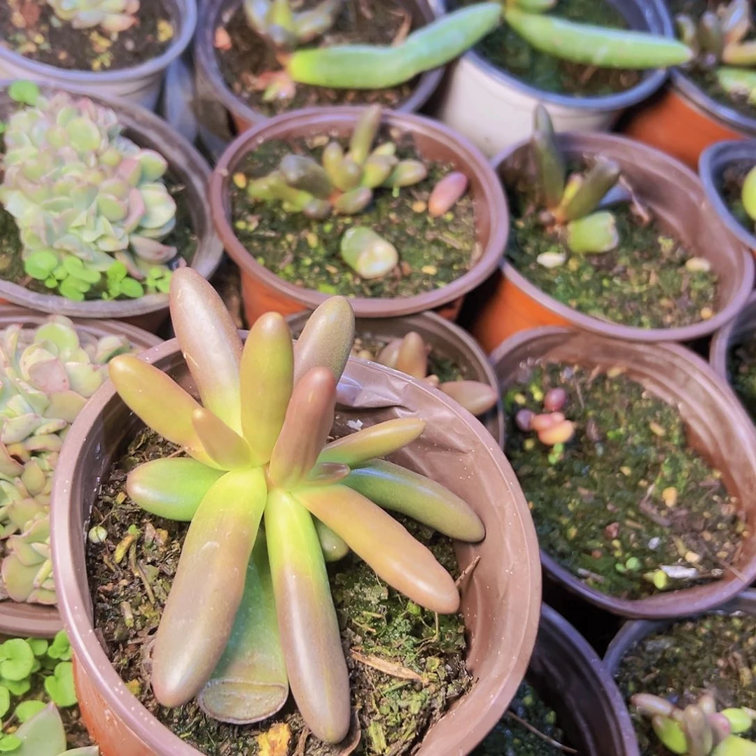 椰汁树一个多肉基地