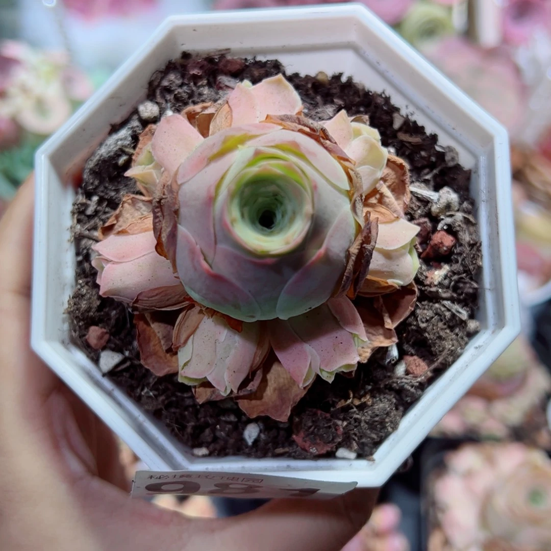 981水蜜桃手捧花。