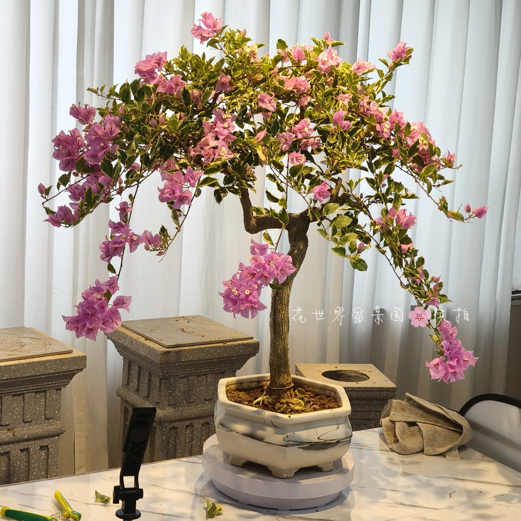 三角梅银边水仙紫好养易开花适合阳台庭院种植花卉室内大号盆栽