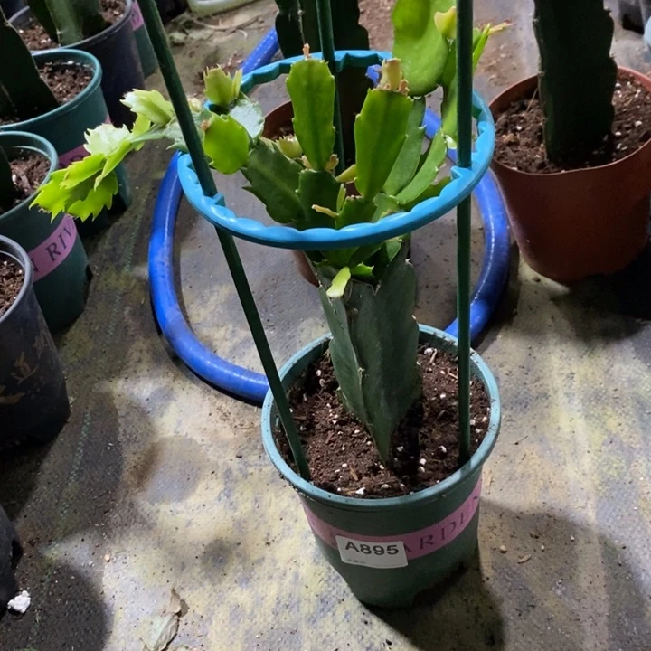 当前无花栽培后可以开花895嫁接三色