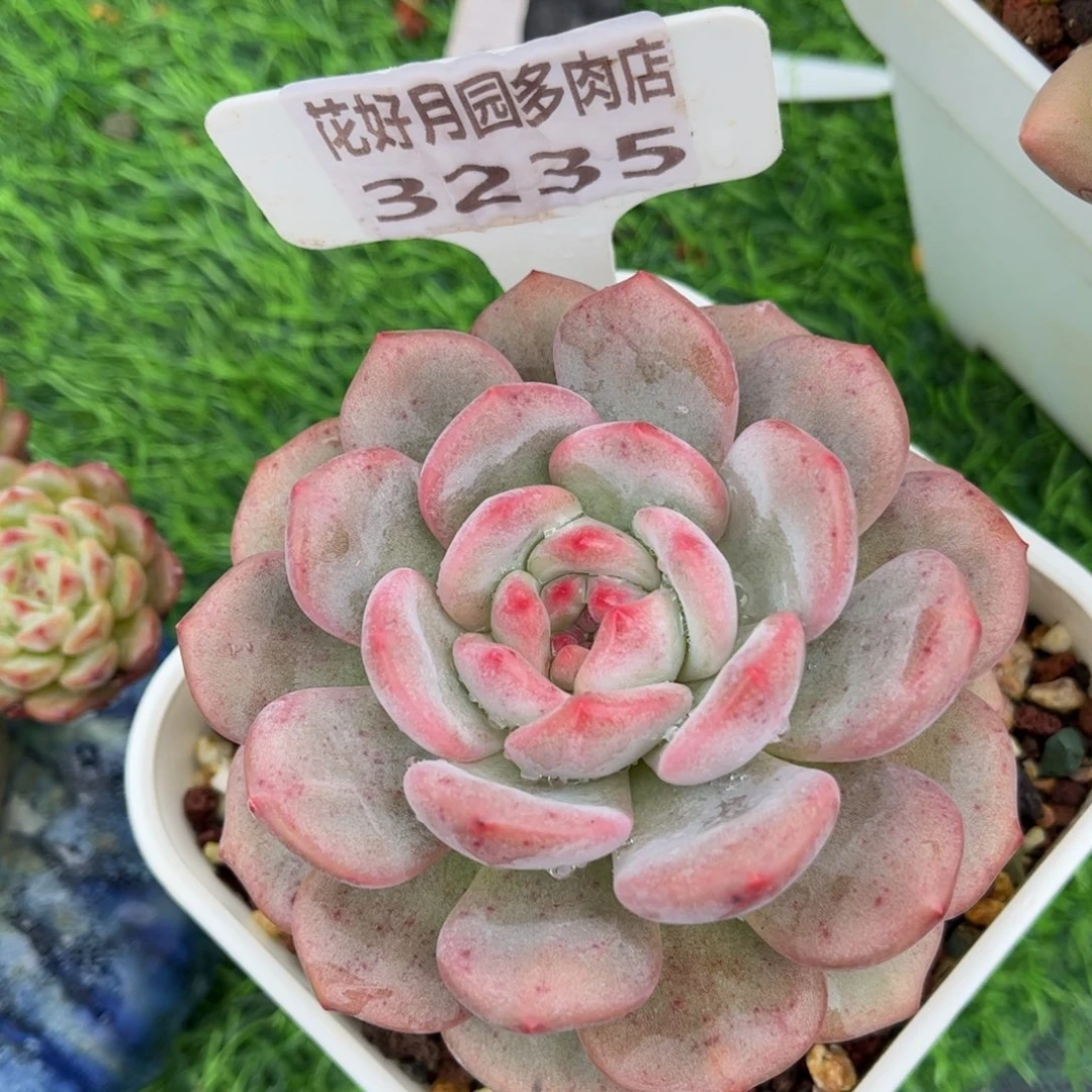 没***系多肉植物3235……………