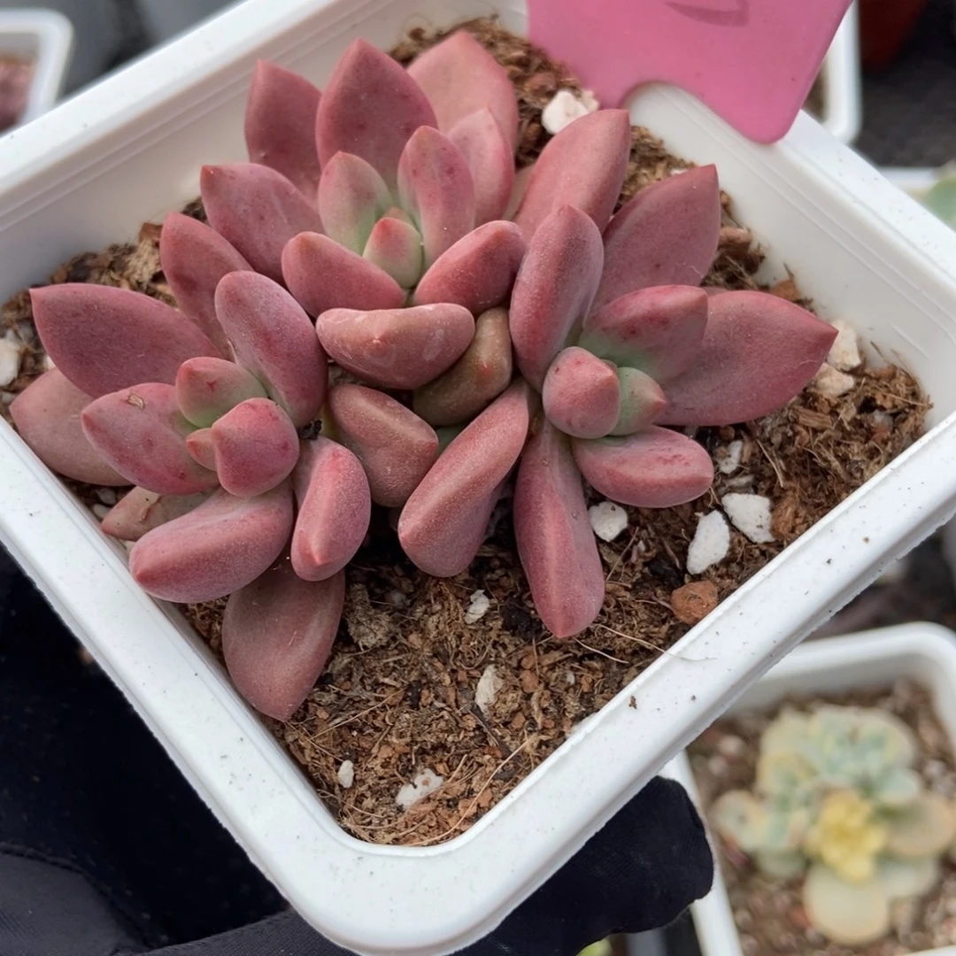 933桃花源多肉植物保护