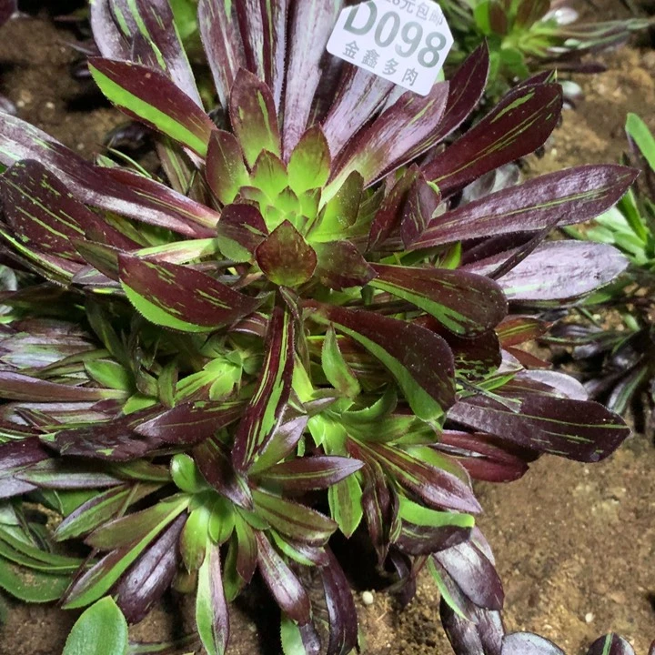 098多肉植物一物一拍