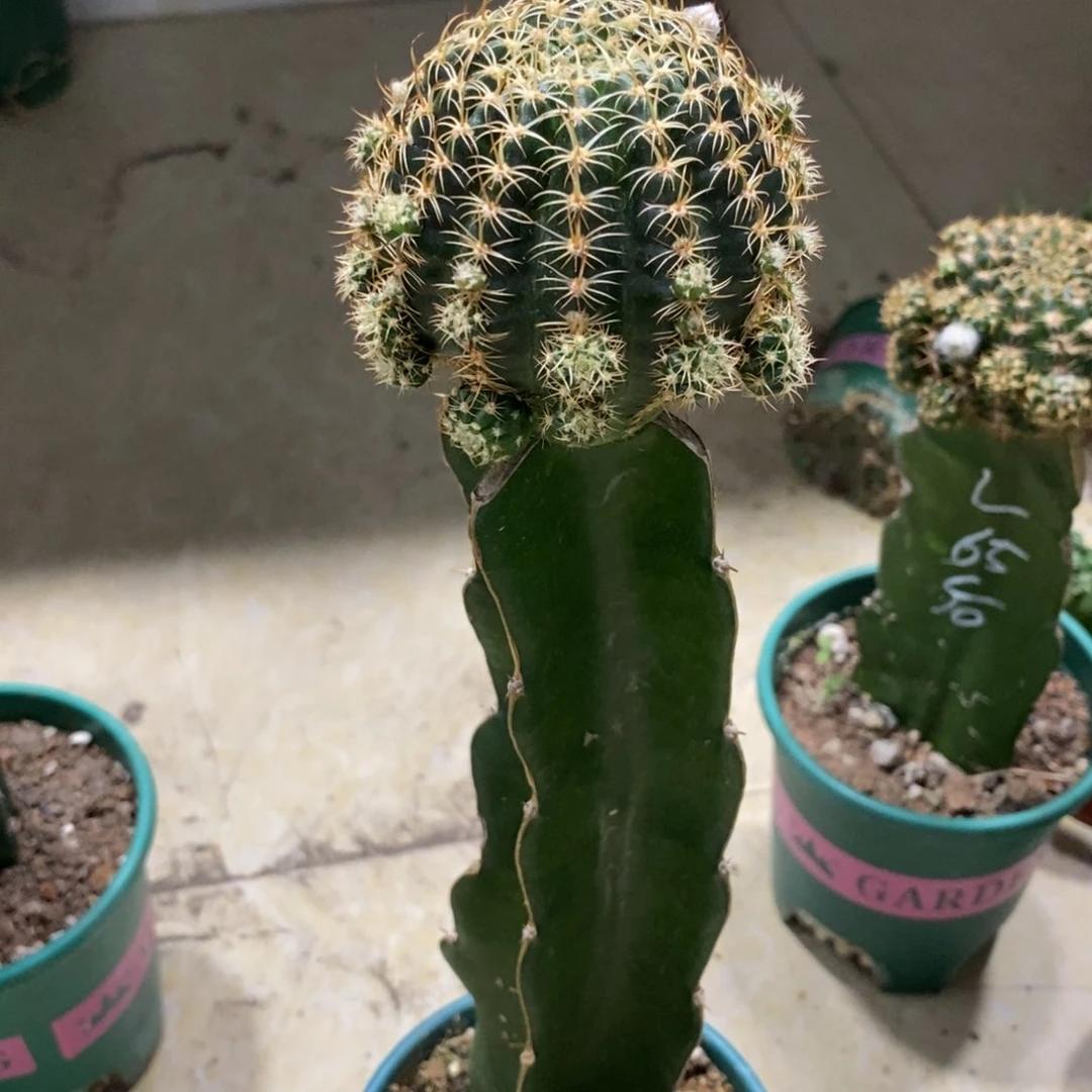 新品丽花L39母本带侧芽