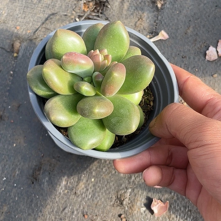 塔尔塞大肉植物多