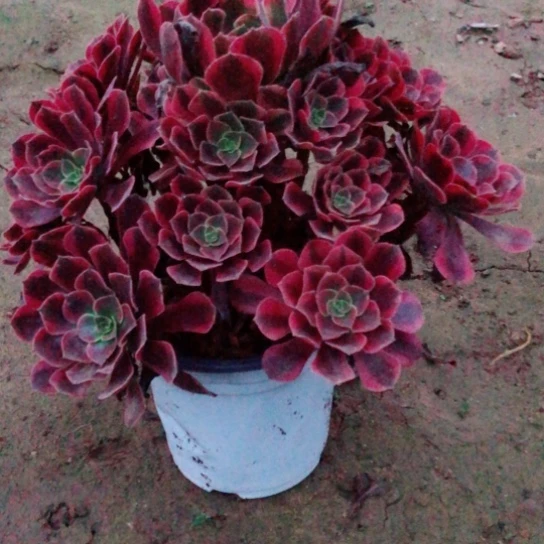 飘***云无花朵凤冠法师多肉植物39号