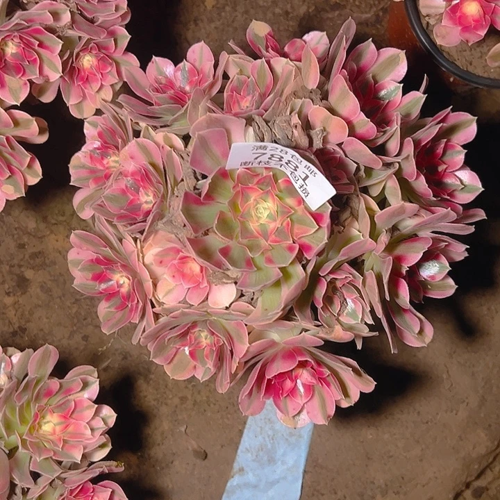 7881粉女巫多肉植物