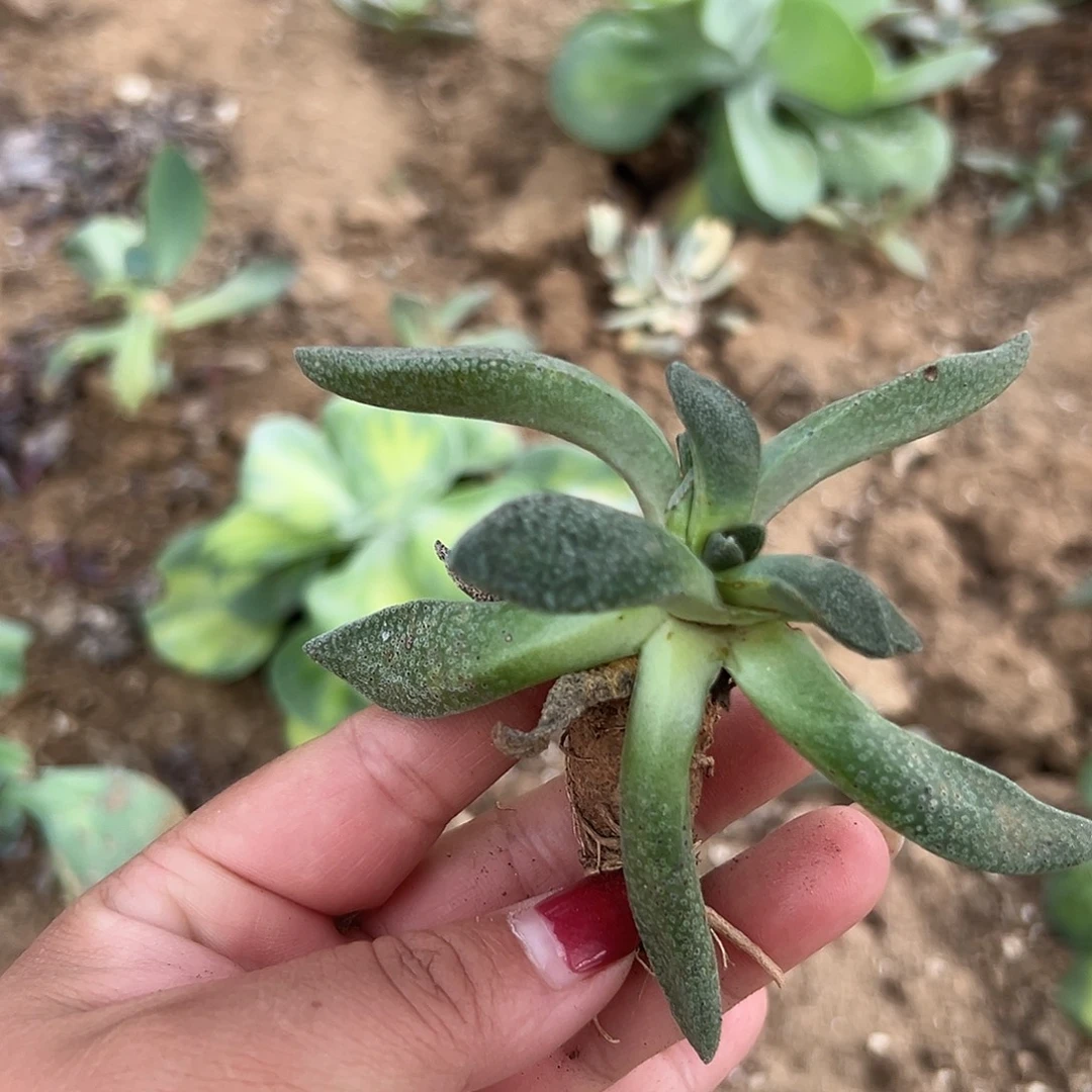 般***J多肉植物多肉植物