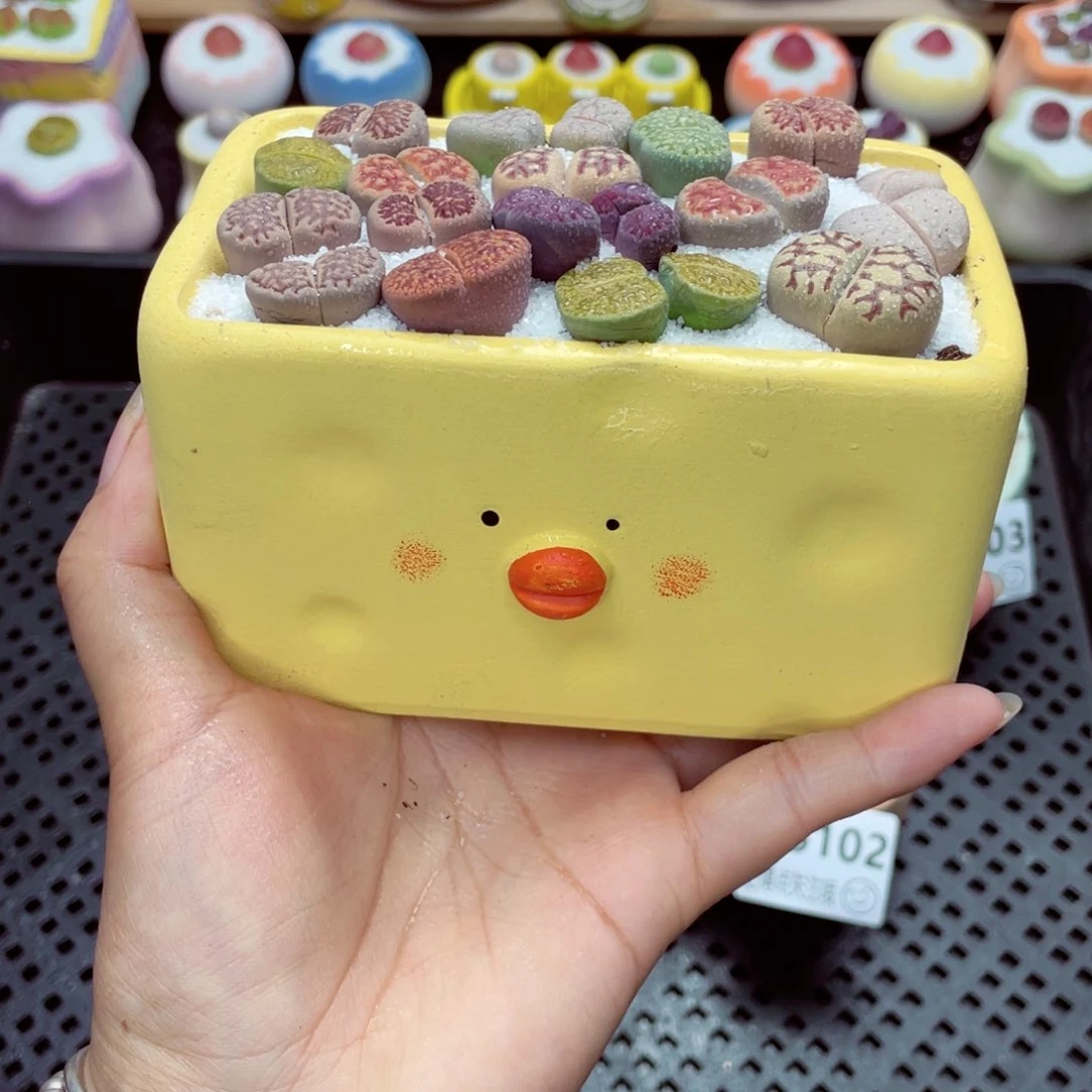 w5104 带盆土发货一物一拍