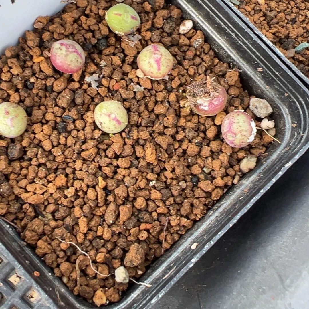 4-99量拍园艺985猪蹄小苗一颗