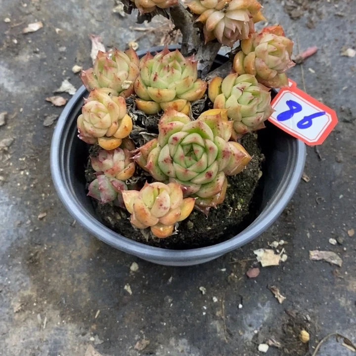 西**心一物一拍冰河86