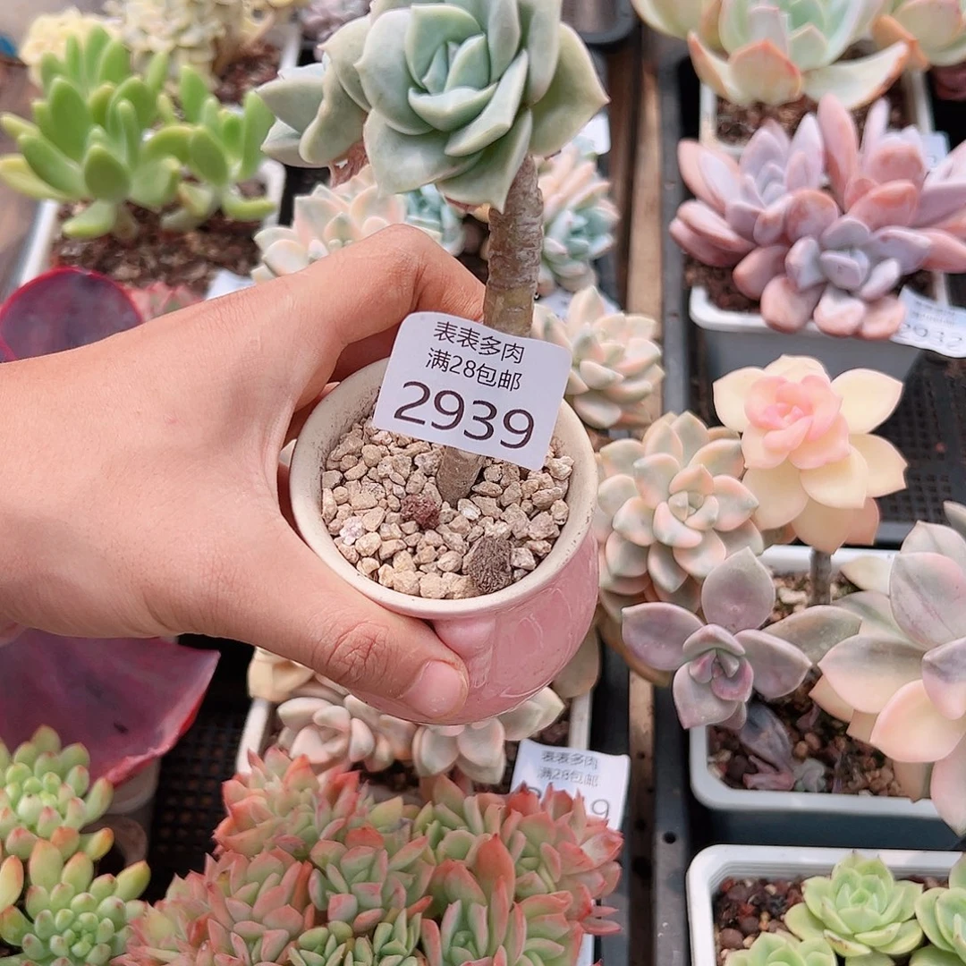 .***J多肉一物一拍植物2939