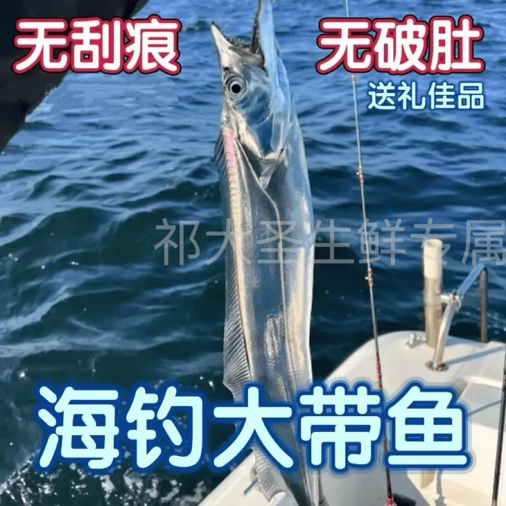 新鲜海钓带鱼 5两左右每条 整条发货 到手10条