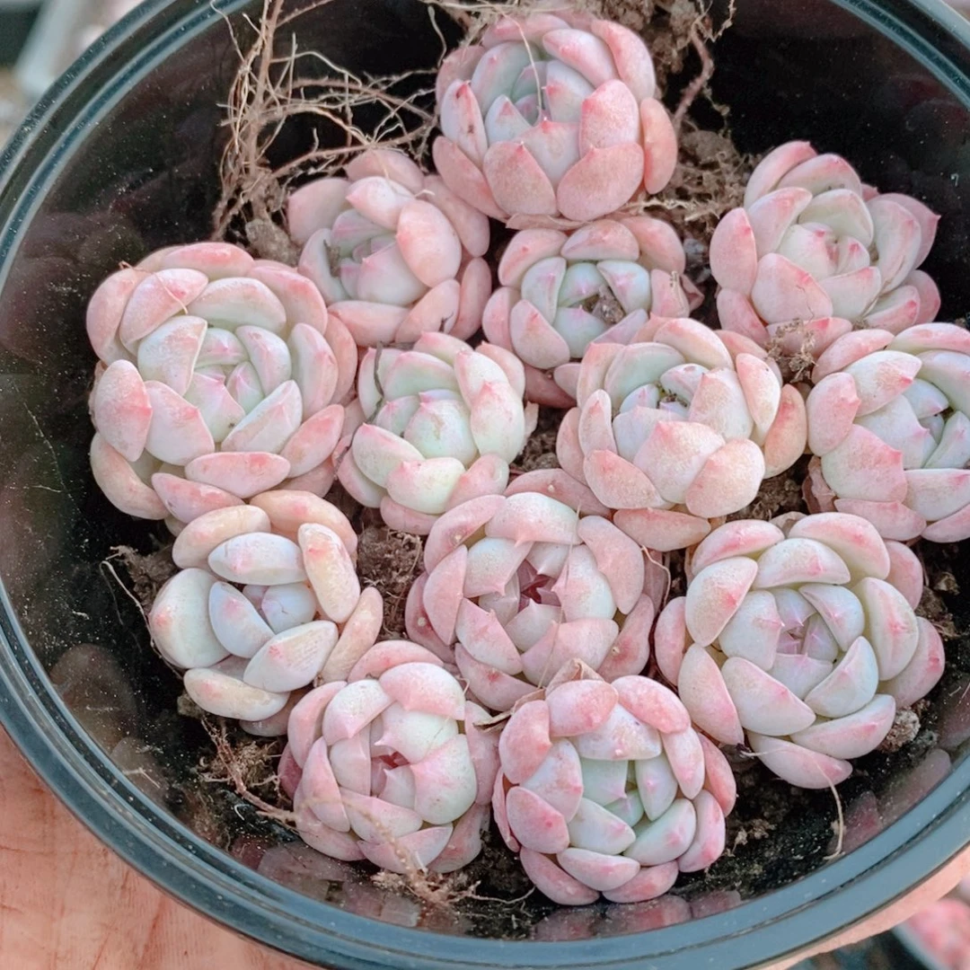 多肉植物精品切糕C186