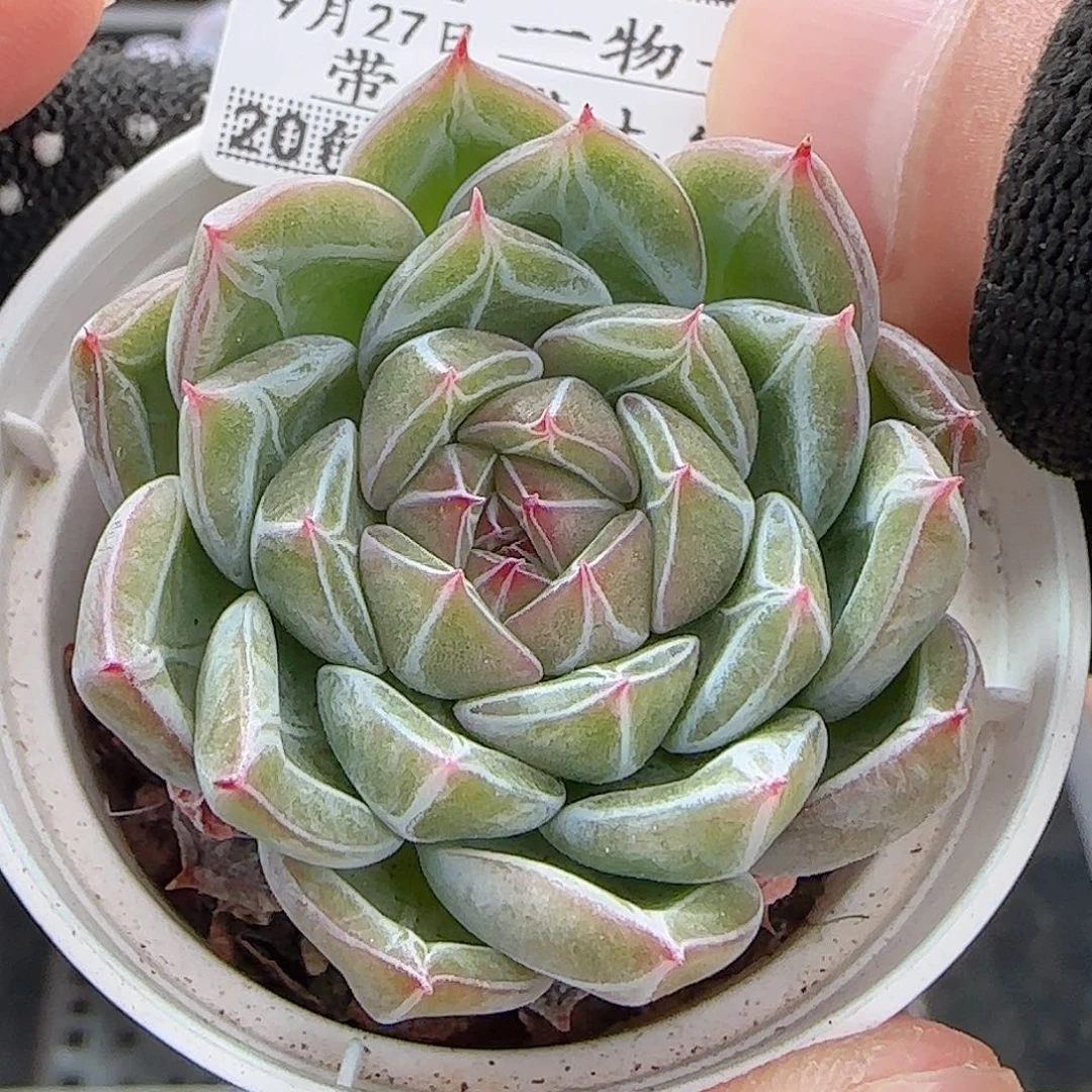 多肉0927--191雪花珍妮