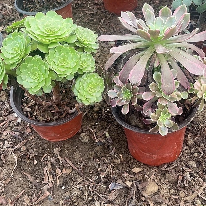2棵玫瑰玫瑰玫瑰玫瑰