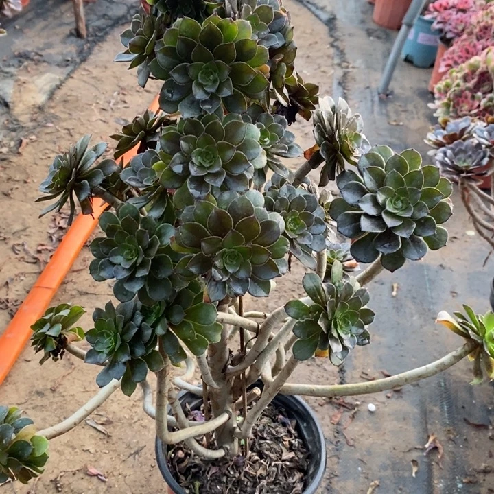 灰法断枝19多肉植物法师法师