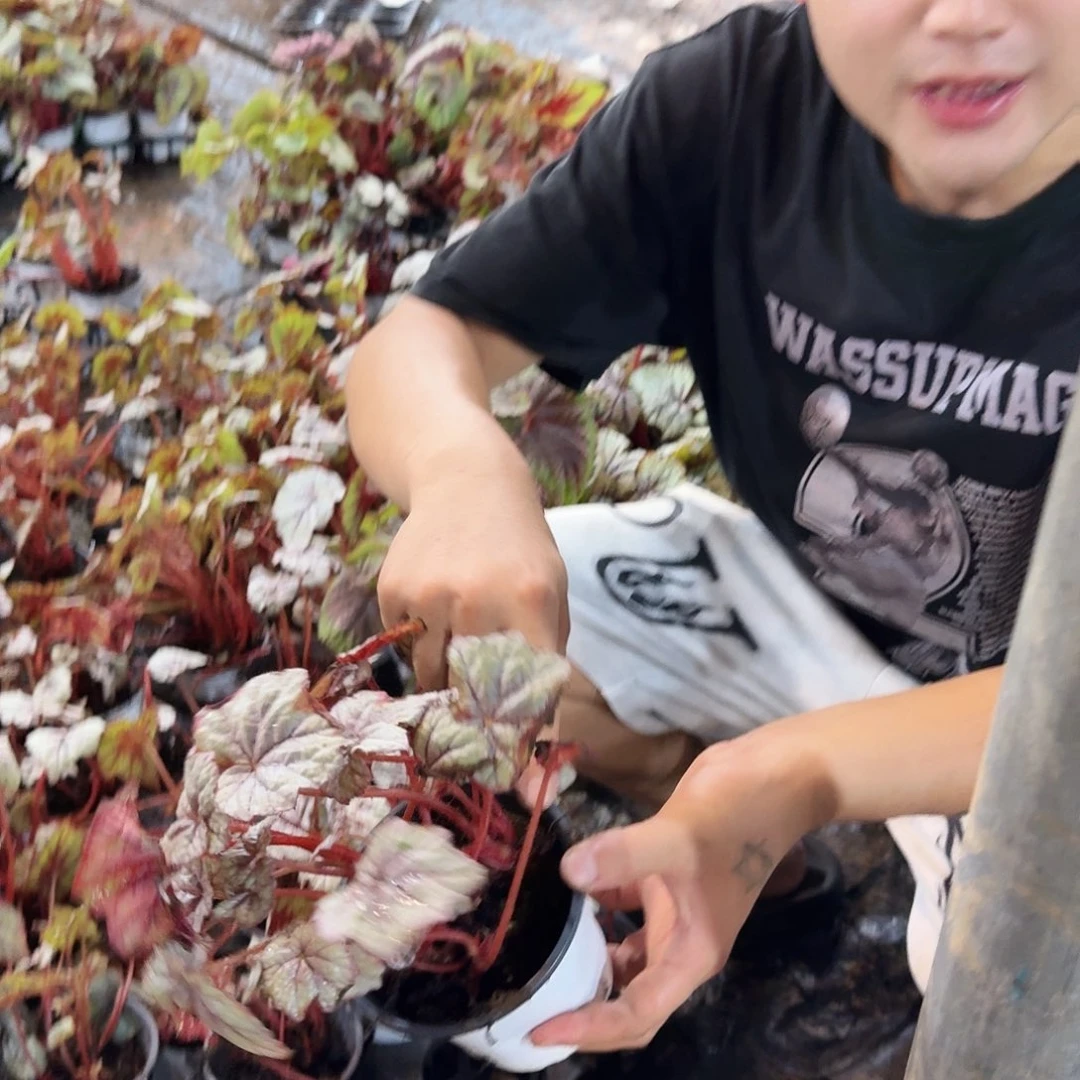 不开花植物一物一拍露珠一颗无售后